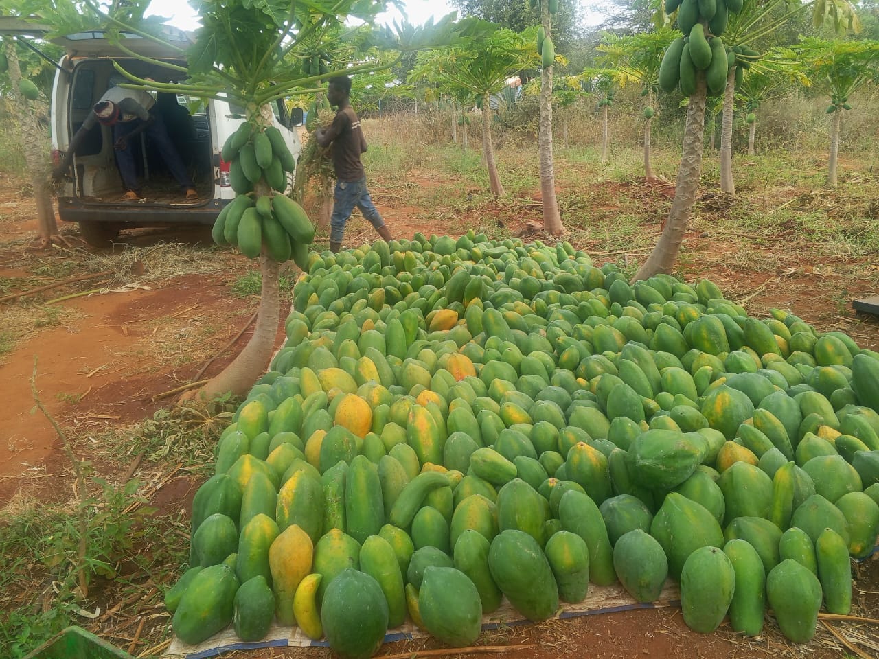 Agriculture