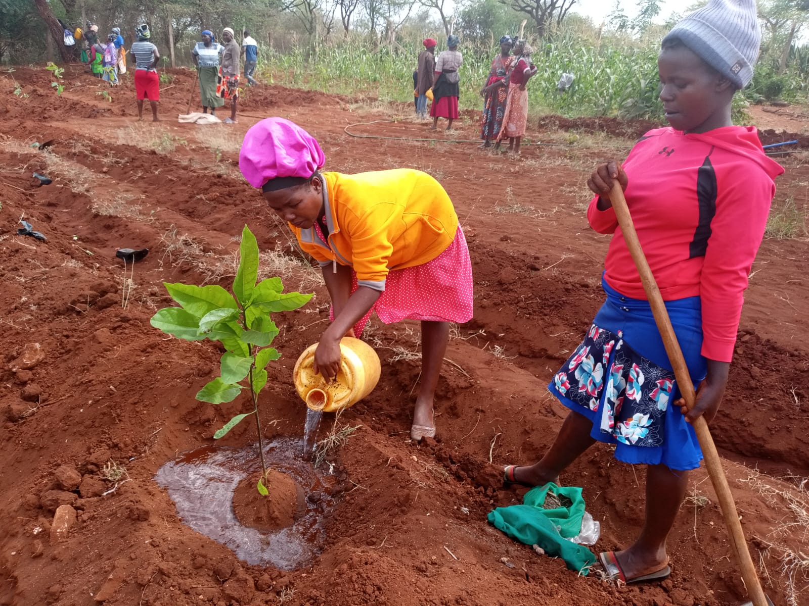 Watering young plants on Genesis CDA land